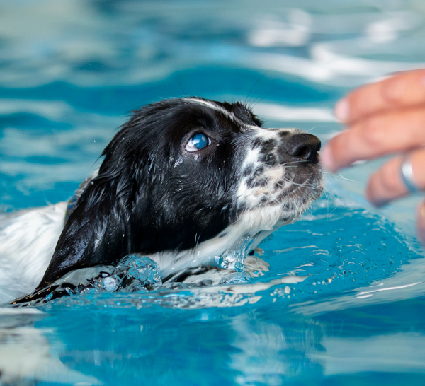 certificaat zwemmen honden