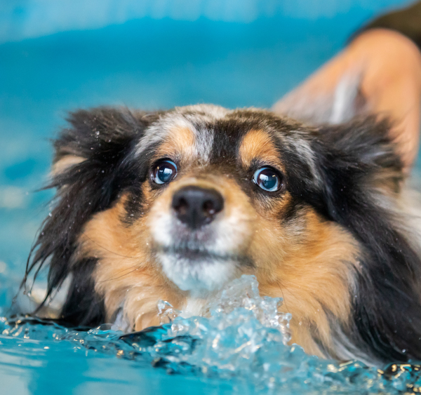 zwembad voor honden